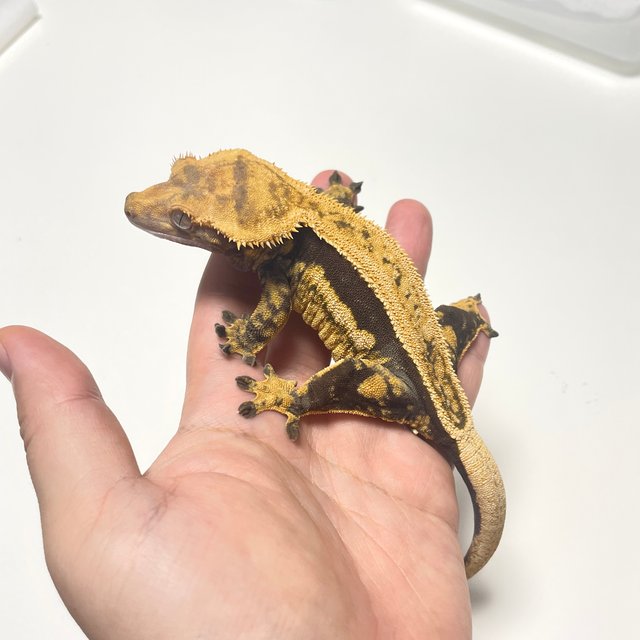 엠티백 쿼드 풀핀