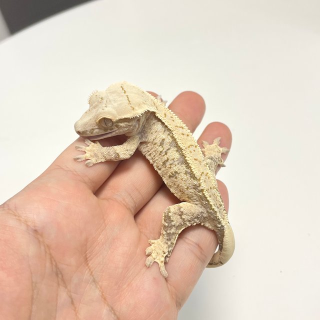 노멀 화이트스팟