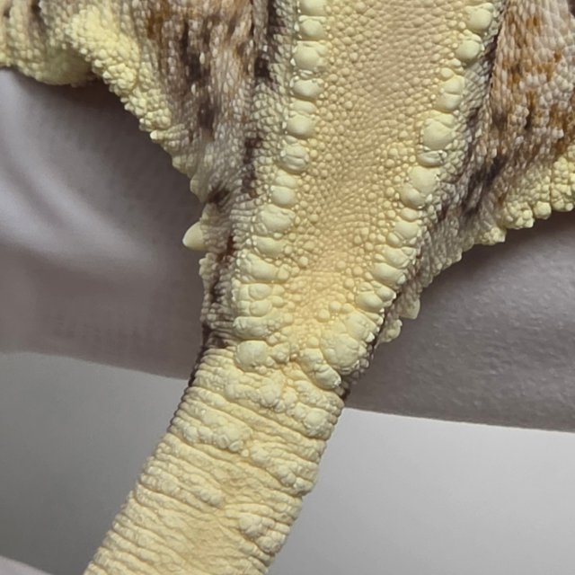 릴리화이트 솔리드백