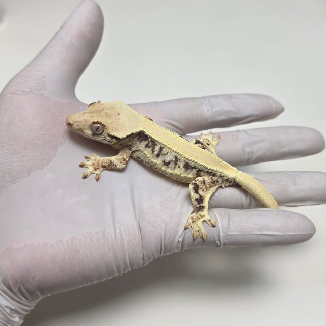 릴리화이트 솔리드백