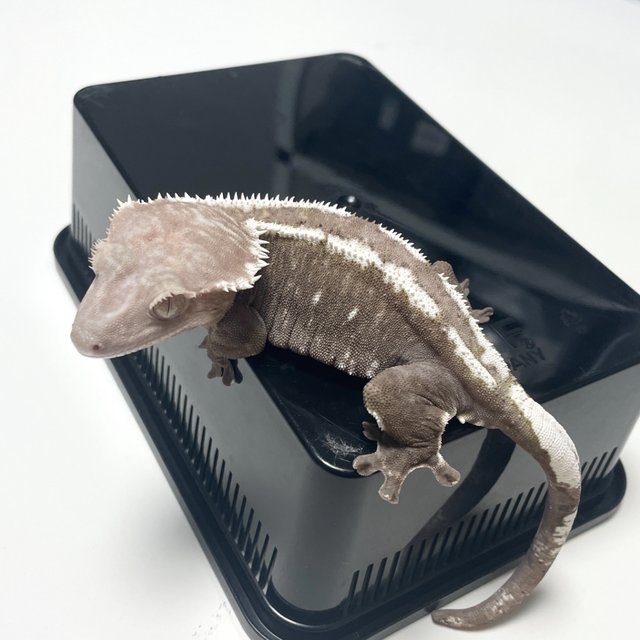 아잔틱 핀스트라이프 화이트핀