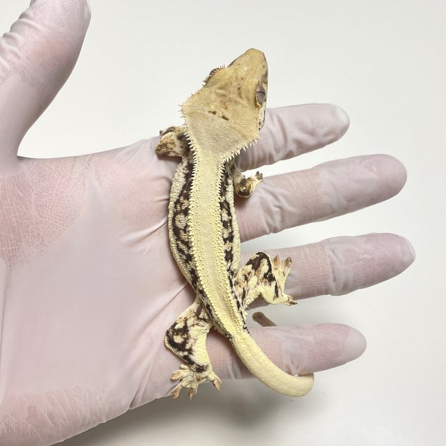 릴리화이트 솔리드백