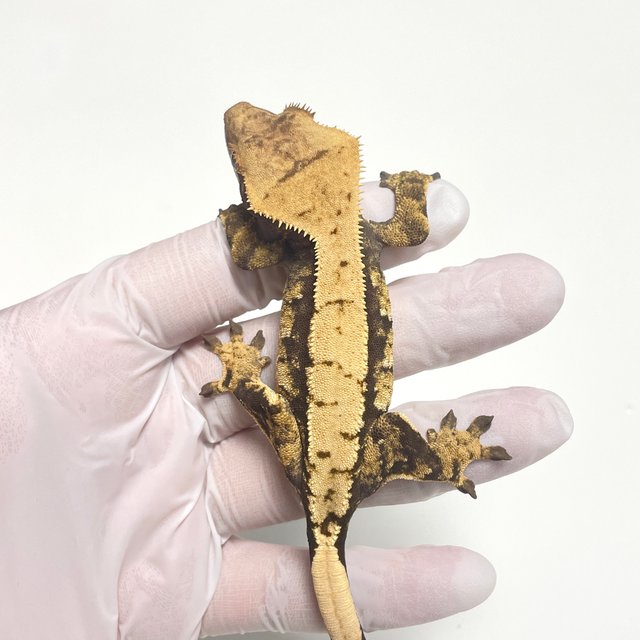 100%헷아잔틱 드리피