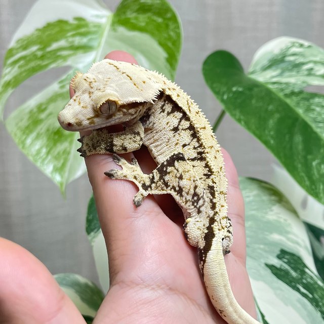 노멀 화이트스팟