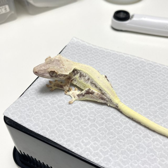 프라푸치노 릴리화이트 카푸치노