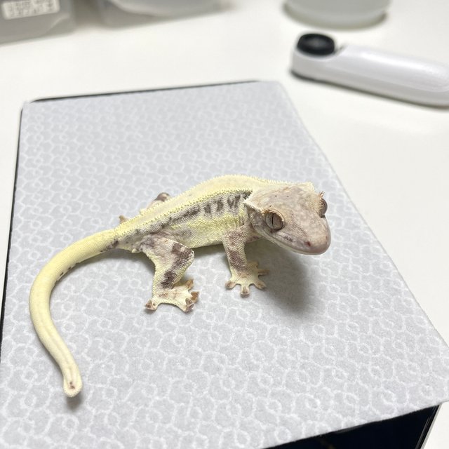 프라푸치노 릴리화이트 카푸치노