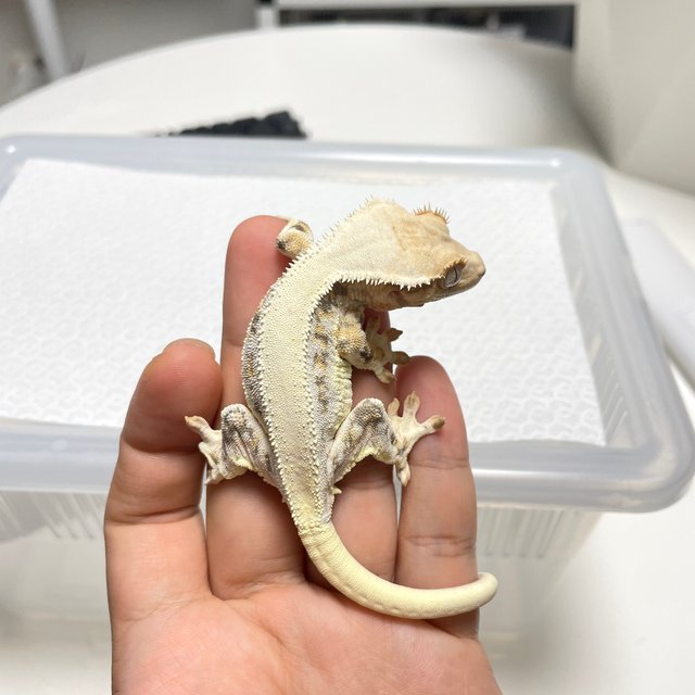 릴리화이트 솔리드백