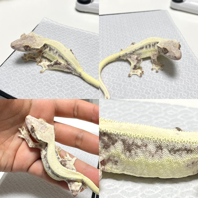 프라푸치노 릴리화이트 카푸치노