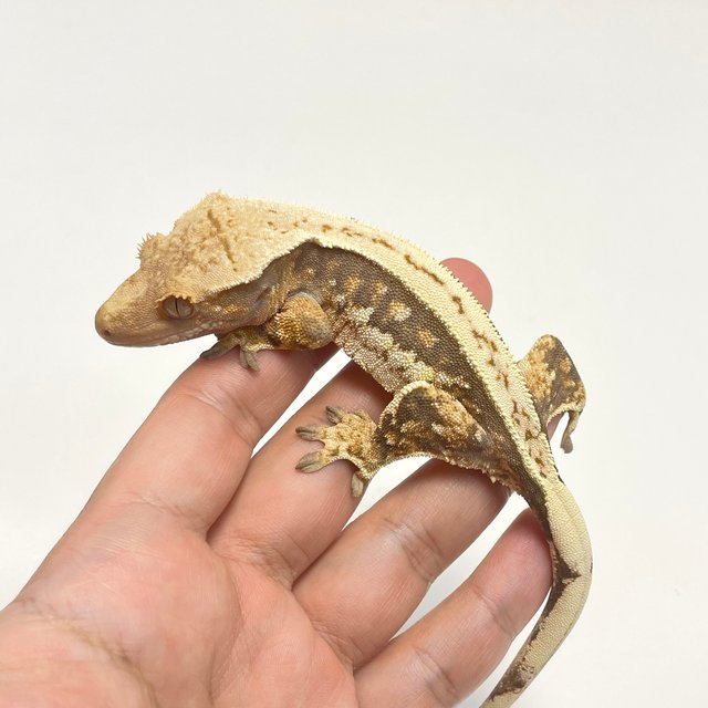 트라이 핀스트라이프 노멀 쿼드