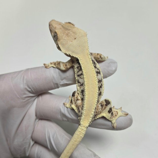 릴리화이트 솔리드백