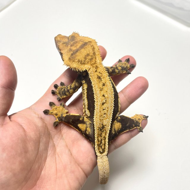 엠티백 쿼드 풀핀