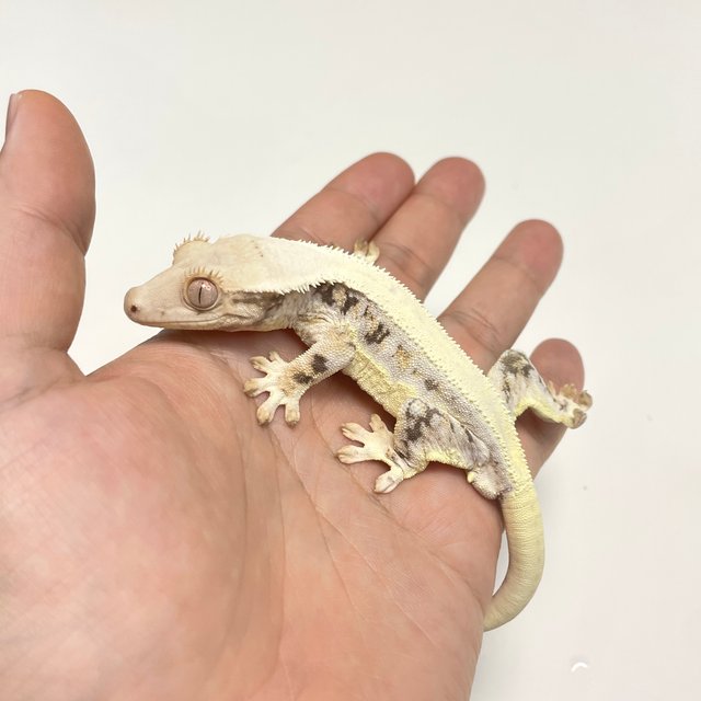 릴리화이트 솔리드백