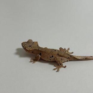 슈퍼달마시안