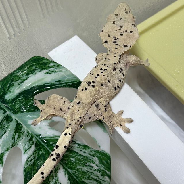 슈퍼달마시안
