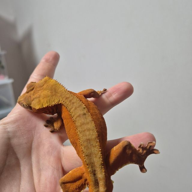 바이 레드 화이트포트홀