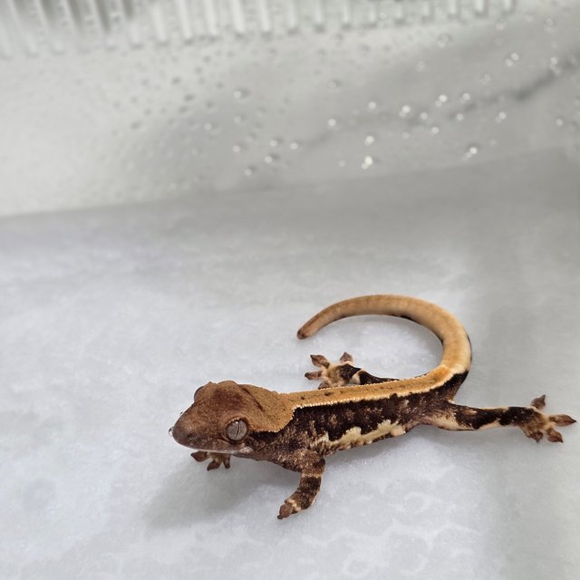 릴리100%헷아잔틱