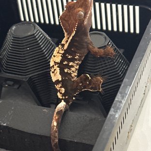 세이블 다크 트라이