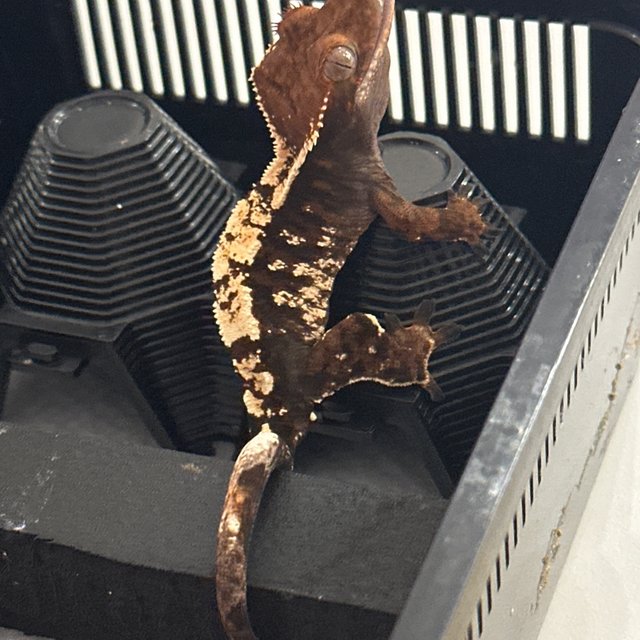 세이블 다크 트라이