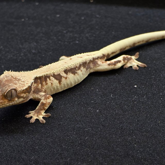 100%헷아잔틱 릴리 세이블