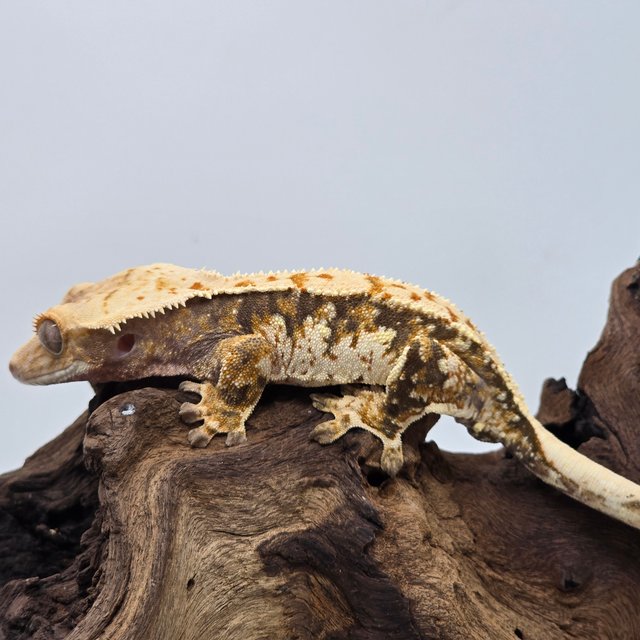 트라이 익스트림할리퀸 노멀