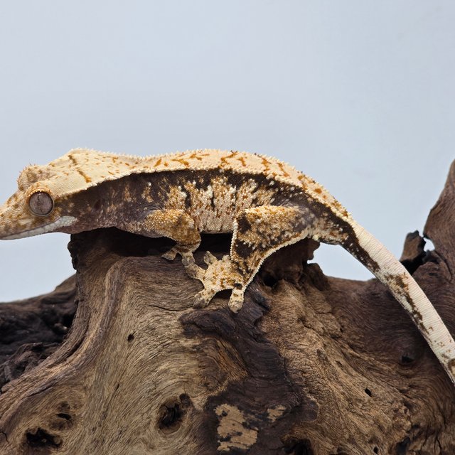 노멀 트라이 익스트림할리퀸