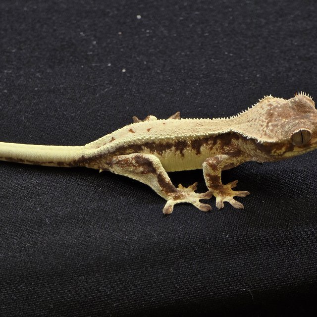 100%헷아잔틱 릴리 세이블