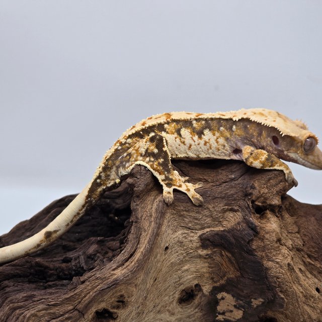 트라이 익스트림할리퀸 노멀