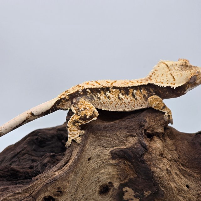 노멀 트라이 익스트림할리퀸