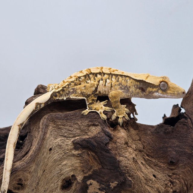 노멀 트라이 익스트림할리퀸