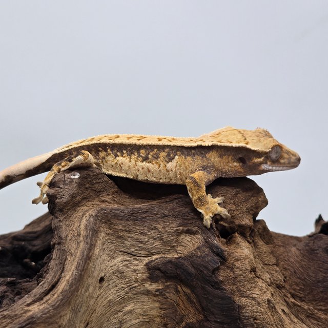 노멀 트라이 익스트림할리퀸