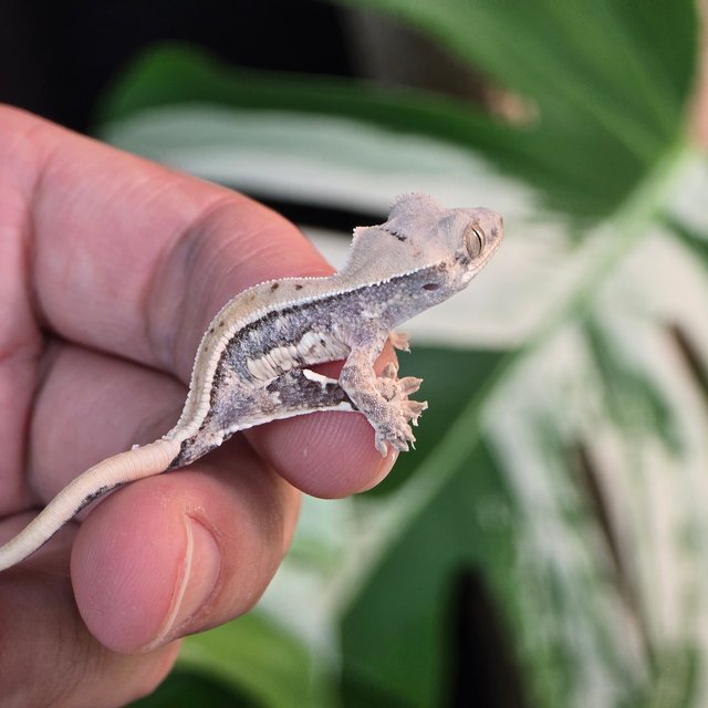 릴리100%헷아잔틱