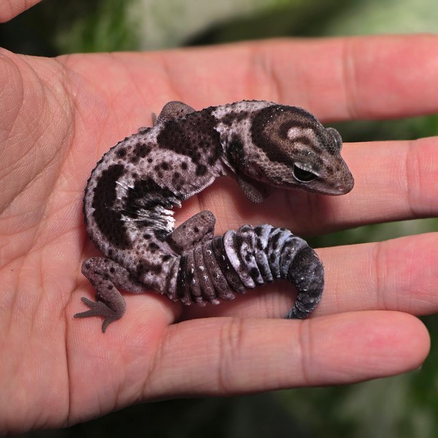 화이트아웃 오레오