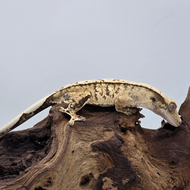 노멀 트라이 익스트림할리퀸