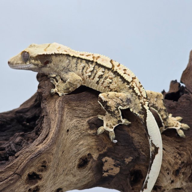 노멀 트라이 익스트림할리퀸