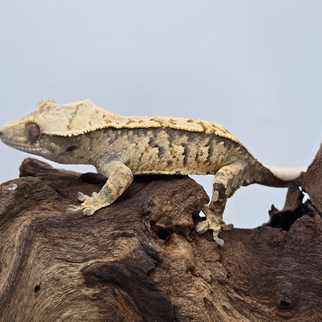 노멀 트라이 익스트림할리퀸