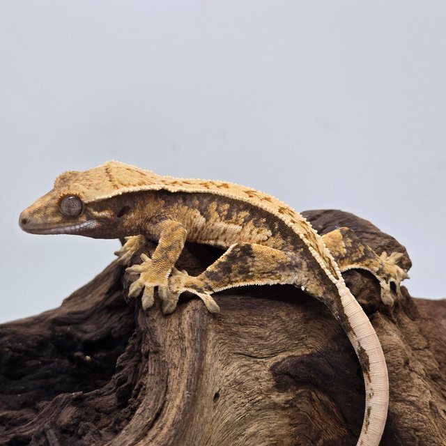 노멀 트라이 익스트림할리퀸