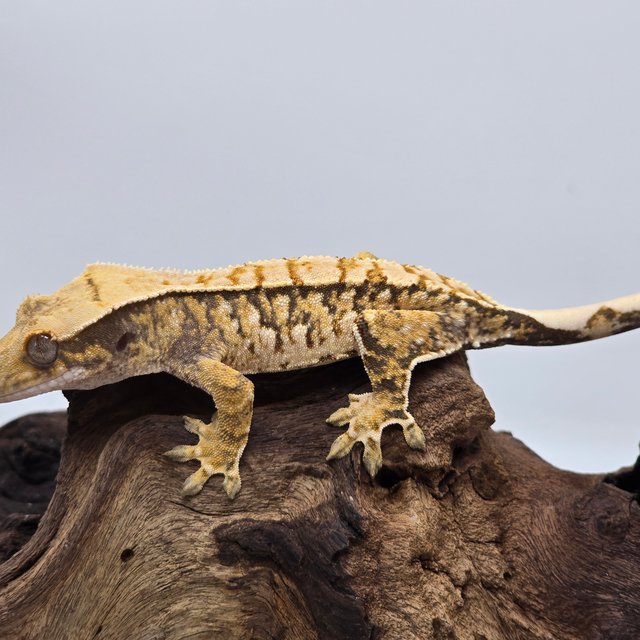 노멀 트라이 익스트림할리퀸