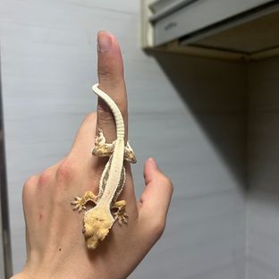 솔리드백 릴리화이트