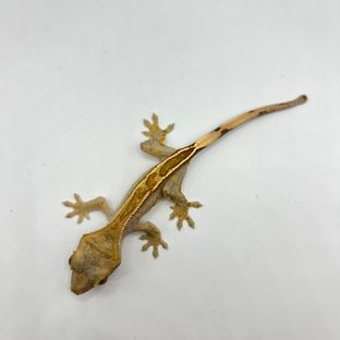 엠티백
