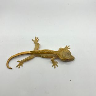 풀핀 엠티백