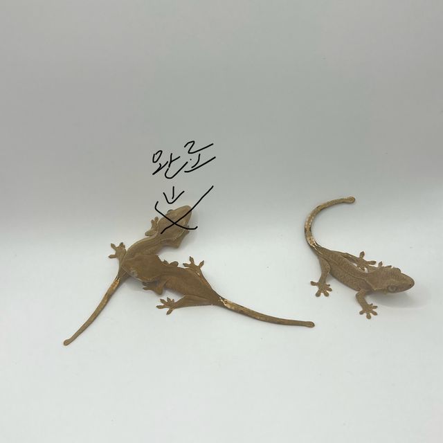 레드 바이