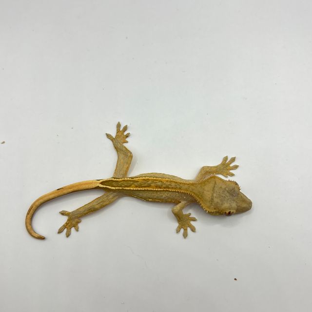 풀핀 엠티백