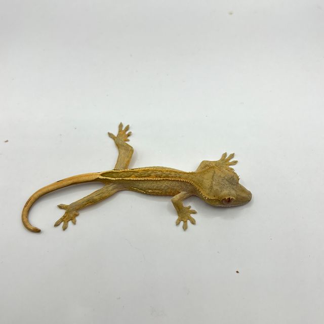 풀핀 엠티백