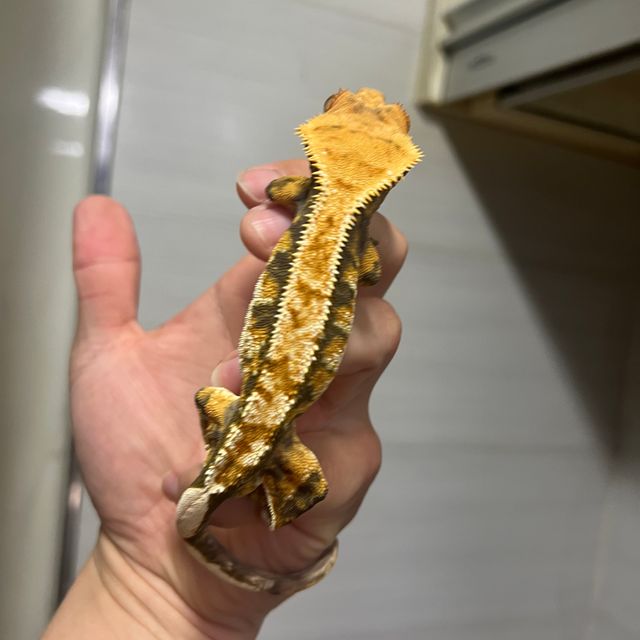 트라이 텐저린 바브