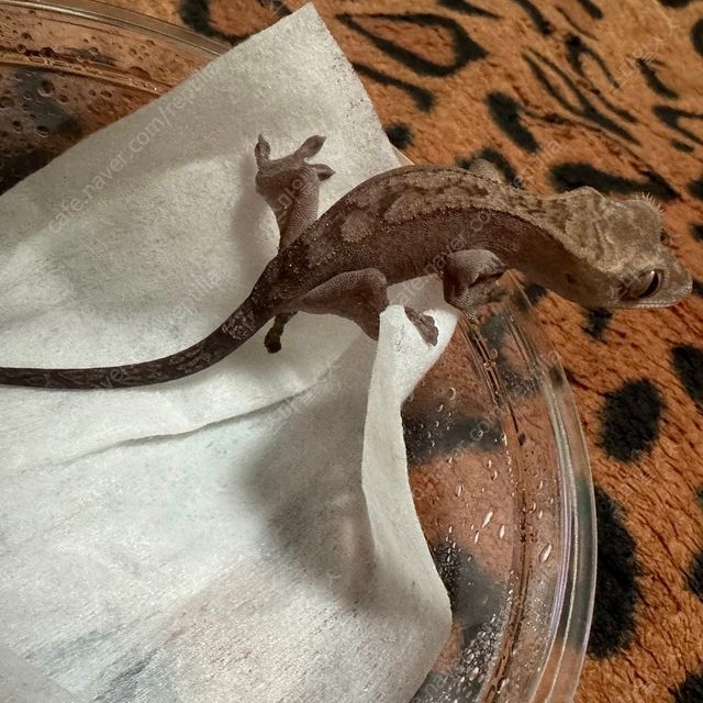 루왁