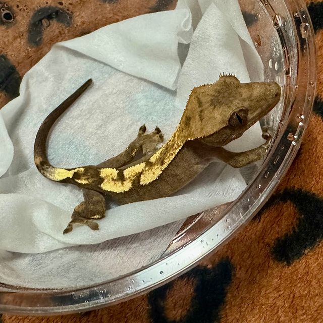 세이블