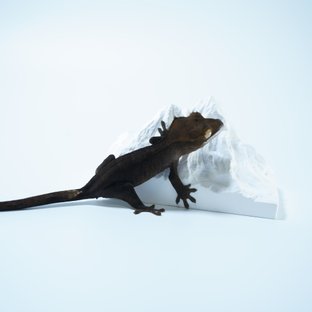 챠콜