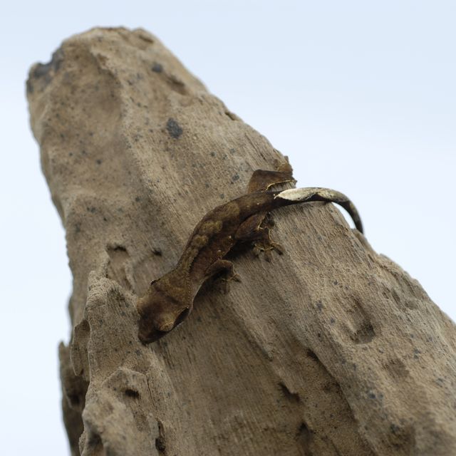 챠콜 알티