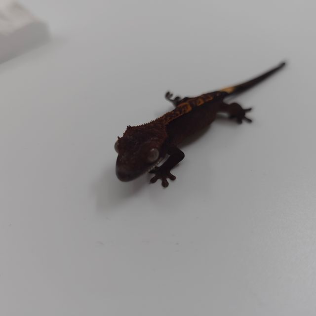 다크 할리퀸