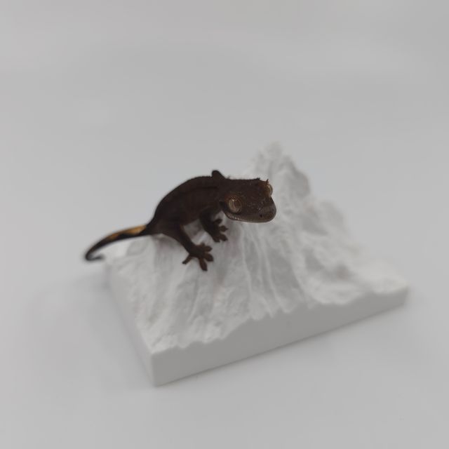 챠콜